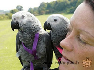 Inseparable parrots grey (for Adoption)