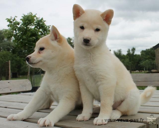 Nos chiots Shiba Inu male et femelle adopter.