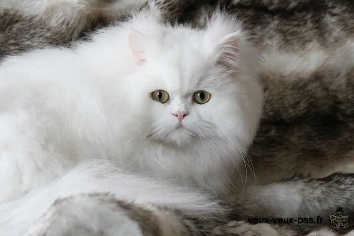 Recherche chatte persan blanche ou chatte blanche à long poils