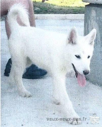 perdu chienne husky blanche nee le 15/12/2011