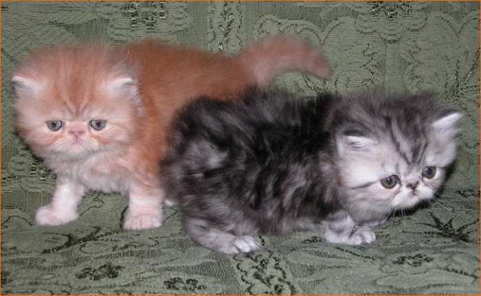 tres beaux chatons persan male et femelle a donner