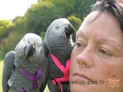 Inséparables Perroquets Gris Du Gabon ( Pour Adoption )