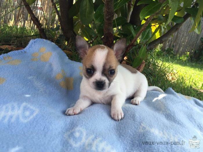 Jolie chiot type chihuahua femelle 3 mois
