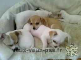 sublimes chiots chihuahua loof