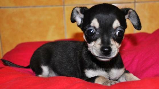 Chiots type Chihuahua petit gabarit