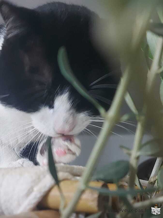 Arbre à chat en véritable olivier naturel, location mensuelle