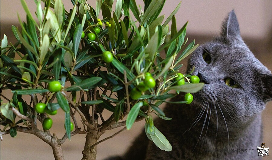 Arbre à chat en véritable olivier naturel, location mensuelle