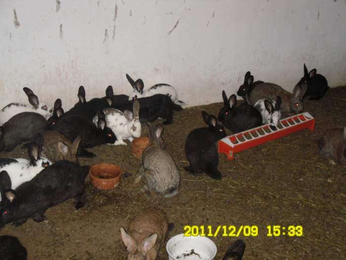lapins fermiers a vendre races geant des falndres, papillon geant francais, chamois, californiens,