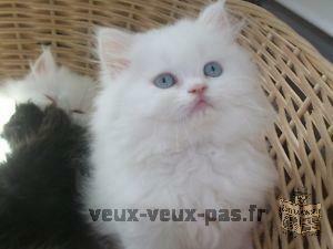 Adopter 4 magnifiques chatons persan male et femelle
