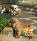 6 chiots bulldog anglais