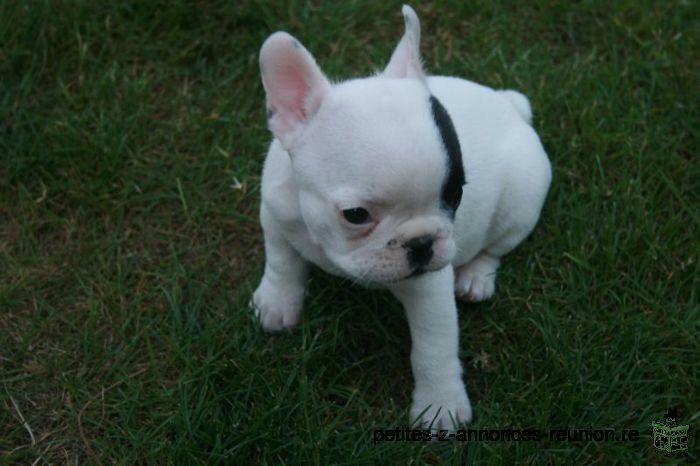 Adorable Chiot Bouledogue Francais Plus Accessoires Ile De La Reunion 974 Reu Petite Annonce Animaux Veux Veux Pas La Reunion Site De Petites Annonces Gratuites