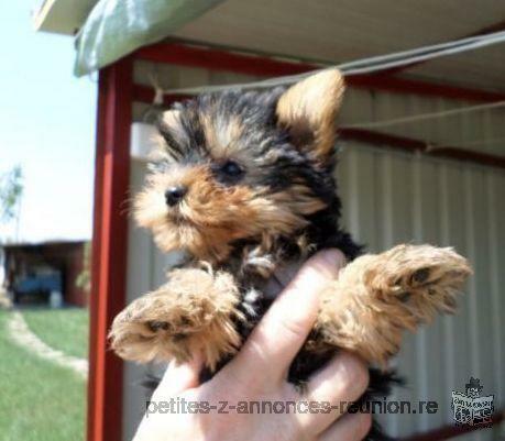 Adorable chiot yorkshire femelle