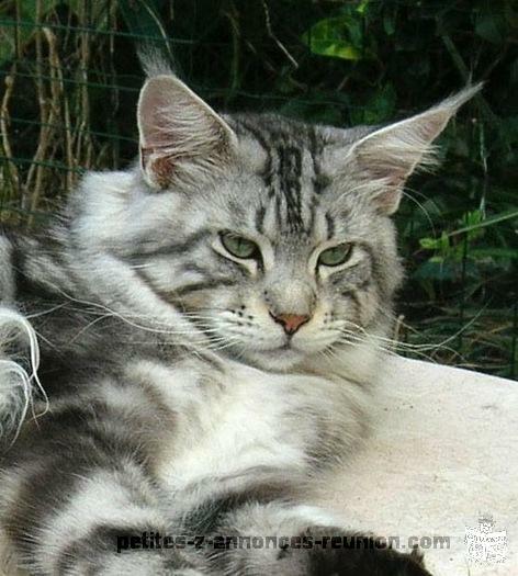 Chatons MAINE COON LOOF
