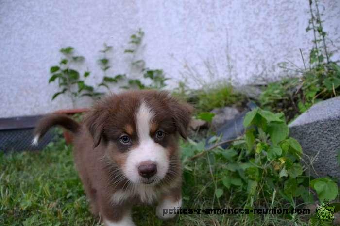 Chiot Berger Australien Lof Ste Clotilde Reu Petite Annonce Chiens Chiots Animaux Veux Veux Pas La Reunion Site De Petites Annonces Gratuites