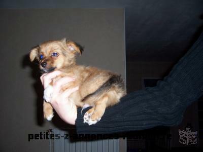 Chiot Chihuahua femelle poil court de 3 mois