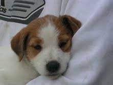 Chiot Jack Russell femelle