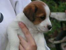 Chiot Jack Russell femelle