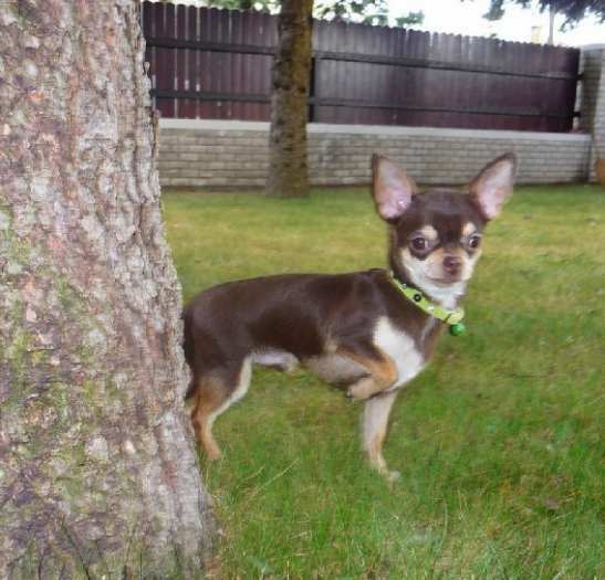 Chiot chihuahua a donner surplace