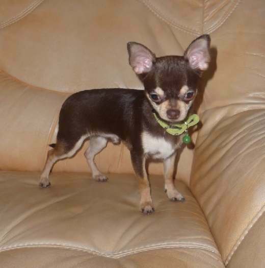 Chiot chihuahua a donner surplace