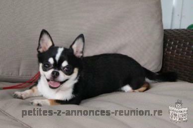 Chiot chihuahua femelle a reserver