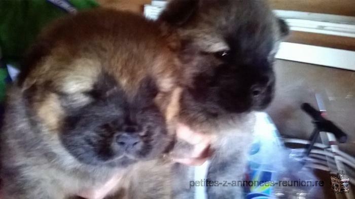 Chiots chowchow