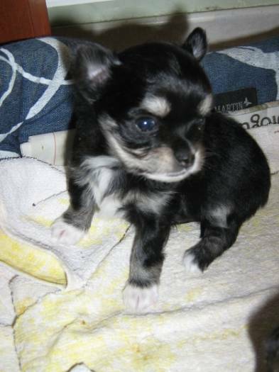 Chiots type chihuahua pour noel