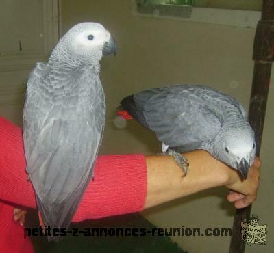 Couple de perroquet gris du Gabon