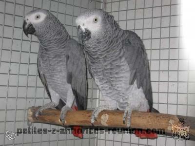 Couple de perroquet gris du Gabon