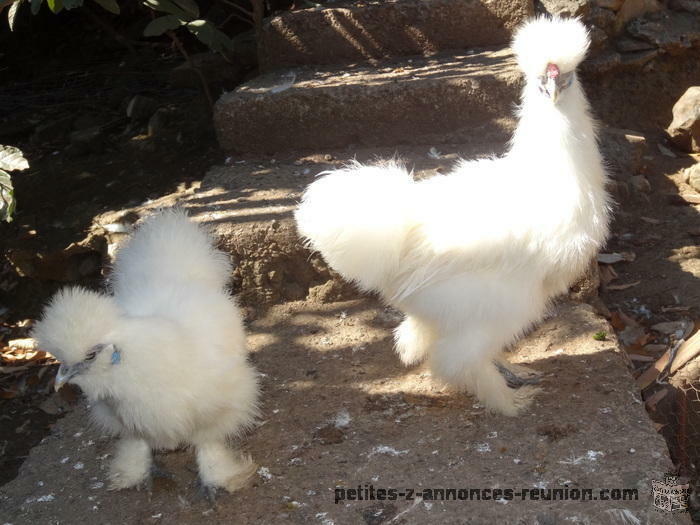 Couple poules soie blancs