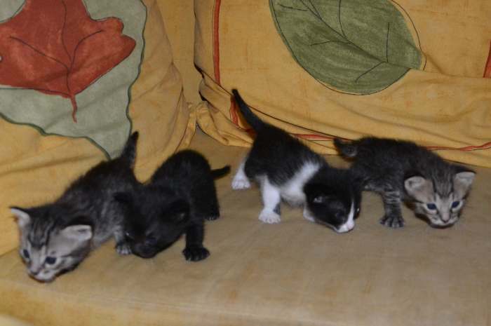 DONNE CHATONS