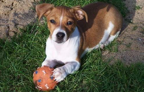 Don Chiot type Jack Russell