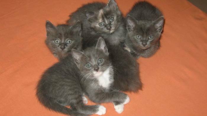 Urgent : donne 2 chatons de 6 mois