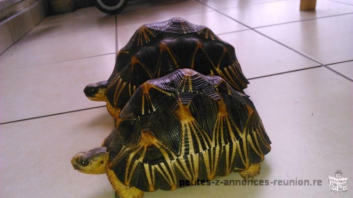 Vend tortues étoilées