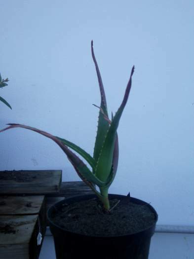 Vends plants d'aloes helenae