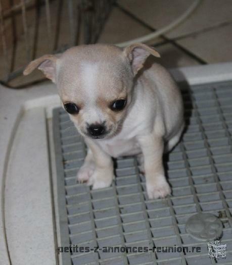 a reserver adorable chiots type chihuahua