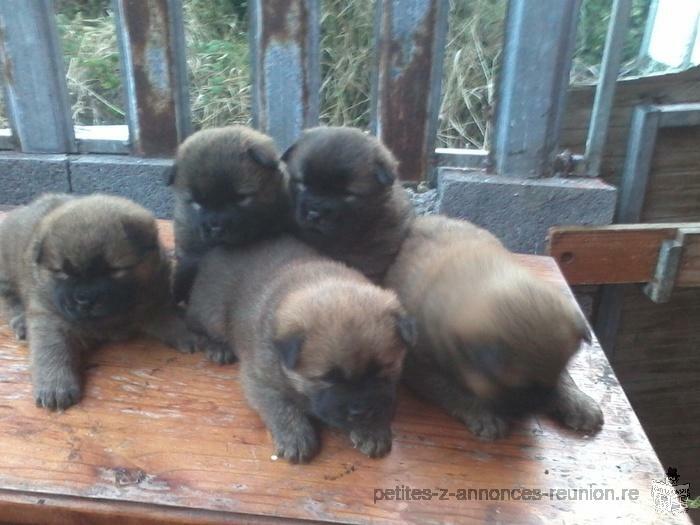 chiot chowchow