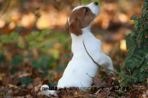 chiot type jack russel femelle