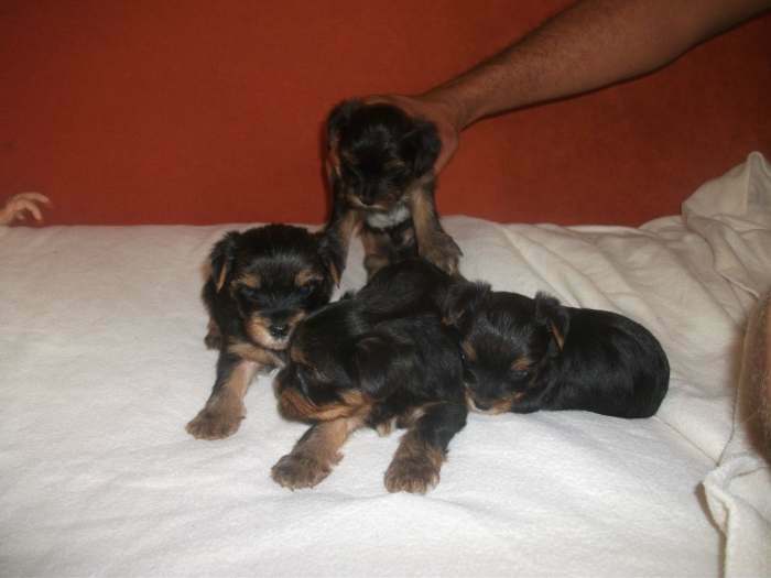 chiot type yorkshire terrier nain