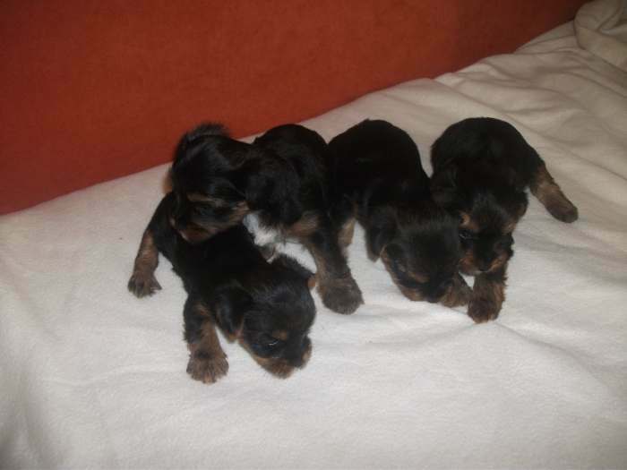chiot type yorkshire terrier nain