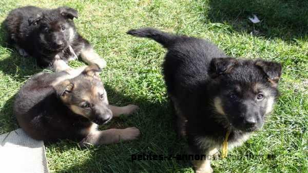 chiots type berger allemand a reserver