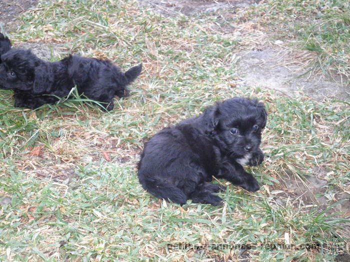 chiots type caniche