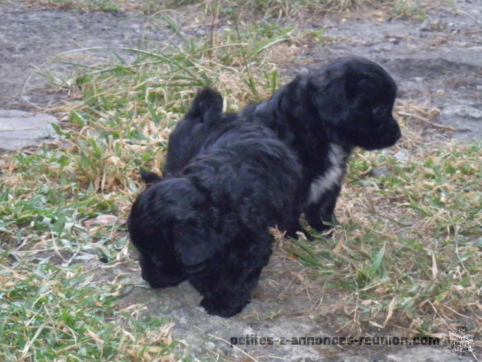 chiots type caniche