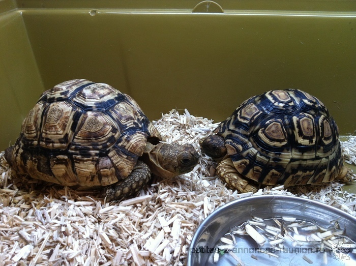 couple tortues léopards