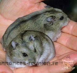 donne hamsters russe