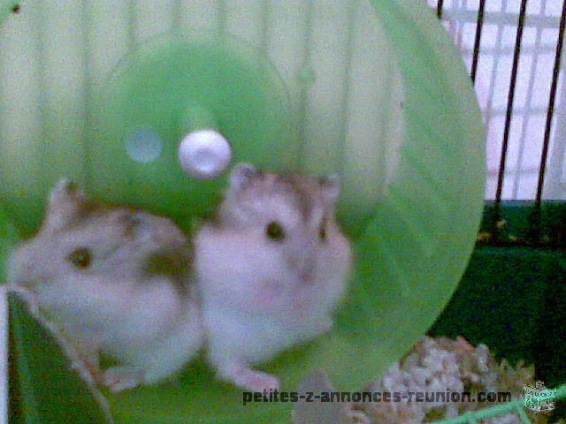 hamsters russes