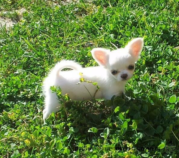superbe chiot mâle chihuahua a donner