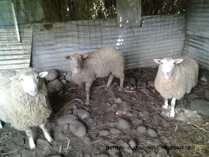 vend mouton belier