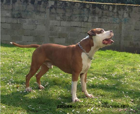 à donner Amstaff mâle pour saillie