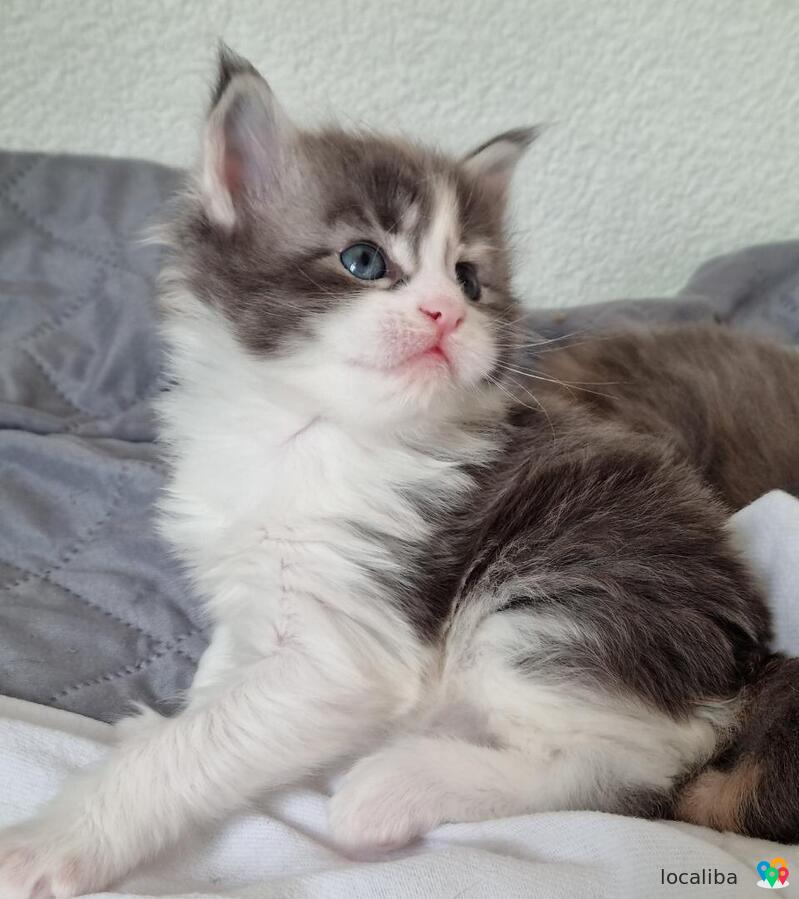 A donner chatons Maine coon mâle et femelle