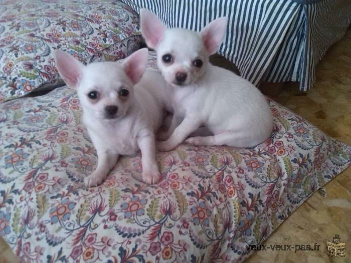 A donner couple chiot type Chihuahuas male et femelle